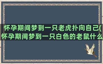 怀孕期间梦到一只老虎扑向自己(怀孕期间梦到一只白色的老鼠什么意思)