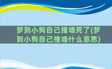 梦到小狗自己撞墙死了(梦到小狗自己撞墙什么意思)