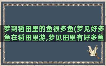 梦到稻田里的鱼很多鱼(梦见好多鱼在稻田里游,梦见田里有好多鱼)