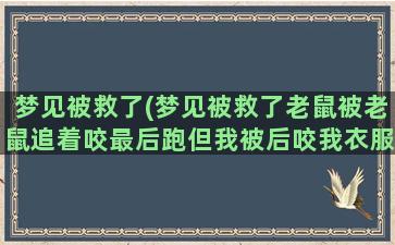 梦见被救了(梦见被救了老鼠被老鼠追着咬最后跑但我被后咬我衣服)